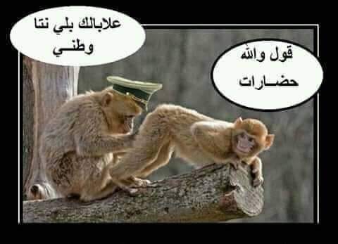 شنقريحة بكل ثقة في النفس يؤكد مساهمة الجيش في تحقيق الإقلاع الاقتصادي